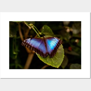 Blue Morpho Butterfly Posters and Art